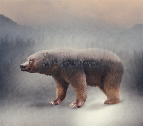 Double Exposure Of A Wild Bear And A Pine Forest Stock Image Image Of