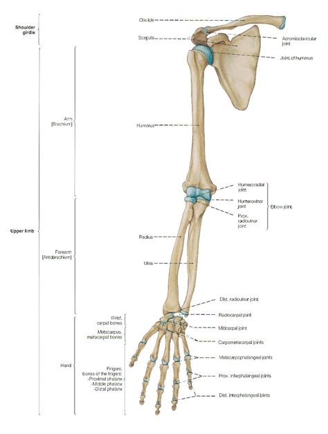 Arms And Shoulders Bone Labeled Human Anatomy Diagram Page 295 Of 298