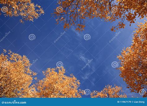 Autumn Sky Stock Image Image Of Fine Look Season Clear 11967179