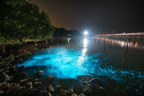 15 Places To See Bioluminescence Pics