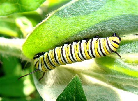Our brands offer products, services and solutions to meet the needs of our customers. Young monarch caterpillar | From the archives. A young ...
