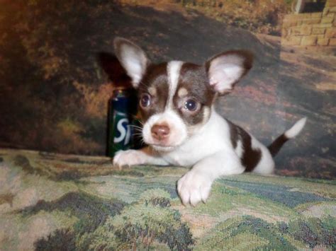 Teatoy Chihuahua Male White And Chocolate Ckc Registered We Can Delv