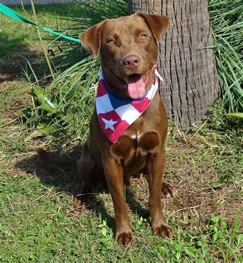 Americanlisted has classifieds in panama city, florida for dogs and cats. Adopt HUNTER on | Chocolate labrador retriever, Humane ...