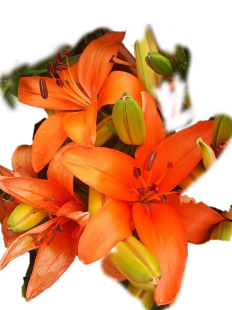 Lilies Free Stock Photo Public Domain Pictures