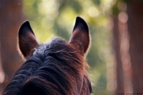 horses ears equine pinterest