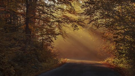 Road Between Fall Fog Forest With Sunbeam 4k Hd Nature Wallpapers Hd