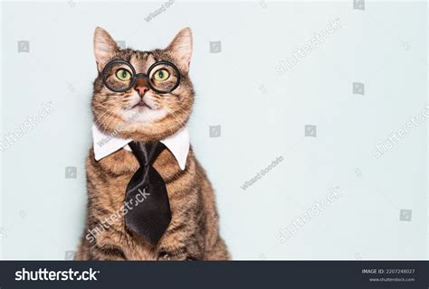 2080 Cat Business Suit Images Stock Photos And Vectors Shutterstock