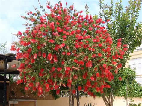Native to australia, bottlebrush trees and shrubs (callistemon spp.) get their name from the flower spikes that form alpine bottlebrush can withstand heavy pruning if required. Callistemon citrinus ( Bottle brush tree) | This is a fine ...