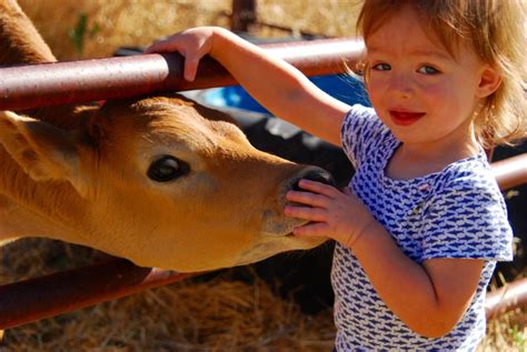 How To Bucket Train A Calf • Longbourn Farm