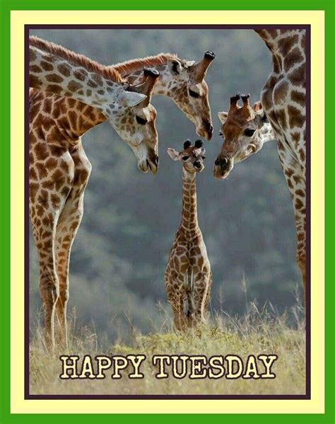 Looking for the best animal quotes pictures with message? Happy Tuesday | Tuesday images, Happy tuesday