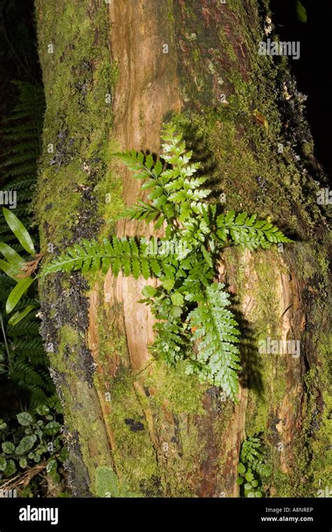 Ferns Mosses And Lichens Growing On Trunk Of Tree Tararua Forest Park