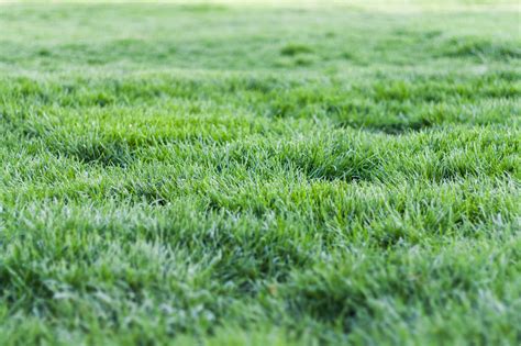 1000 Beautiful Grass Field Photos · Pexels · Free Stock Photos