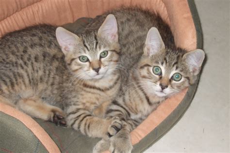 My Kittys - Kitties Photo (38981167) - Fanpop
