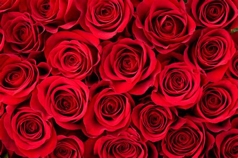 Rose Background Stock Photo Download Image Now Rose Flower