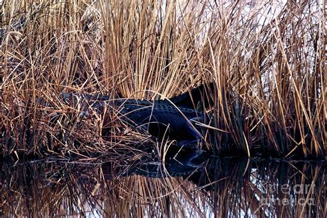 Alligators In Reflection I Photograph By Theresa Fairchild Fine Art