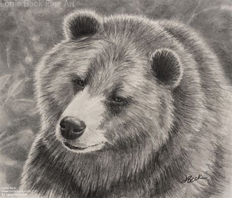 Grizzly Bear Pencil Drawing At Explore Collection