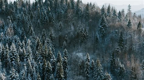 Download Pine Trees Winter Nature Forest Wallpaper