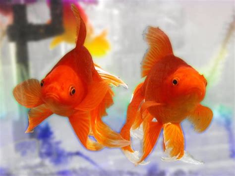 Goldfish Varieties A Brief Look At 15 Of The Many Types Pethelpful