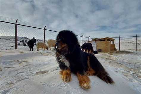 The three camel lodge (nomadic expeditions, michael kleinberg). Mongolian Bankhar Dog Project - THREE CAMEL LODGE