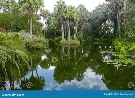 Palm Trees Reflecting In A Florida Lake Stock Image Image Of Lily