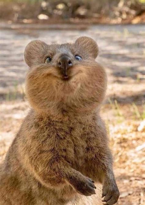 Picturesquokka 😍 The Happiest Animal On Earth Leila World Blog