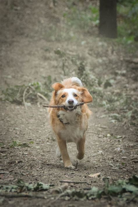 Dog With Stick In His Mouth Stock Photo Image Of Year Adult 164744394