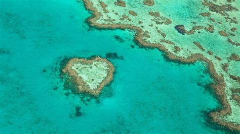 [world] great barrier reef infested with chlamydia bacteria coral researchers stunned nz