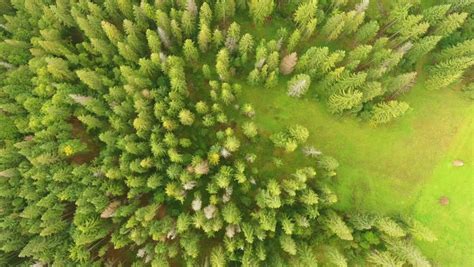 Dense Coniferous Forest Top View Aerial Photography A Dense Pine