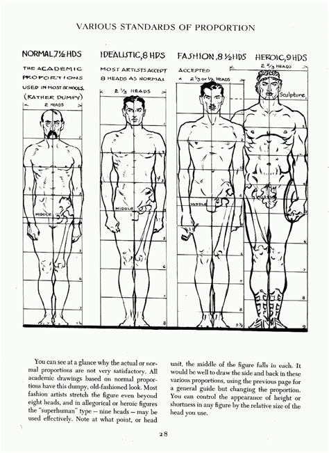 Proportions Of The Human Body From Figure Drawing For All Its Worth By