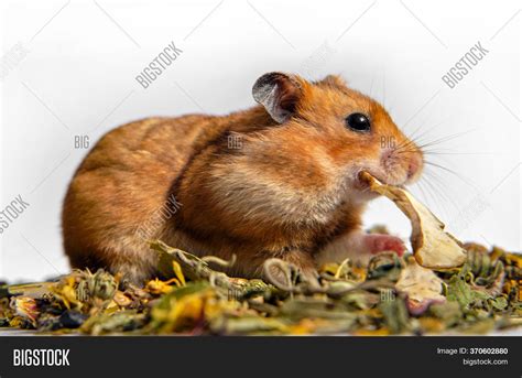 Syrian Hamster Grabs Image And Photo Free Trial Bigstock