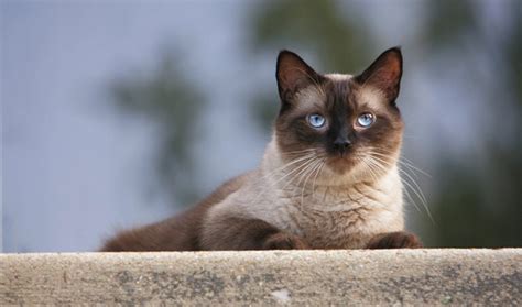 If you are looking for a siamese kitten, choosing a breeder who has no history how much are siamese kittens? How Many Types of Siamese Cats Are There?
