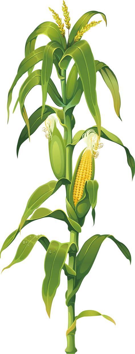 We png image provide users.png extension photos for free. Maize Corn on the cob Drawing Plant Clip art - corn png ...