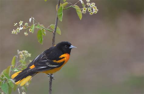 How To Attract Oriole Birds To Your Backyard Birds And Blooms