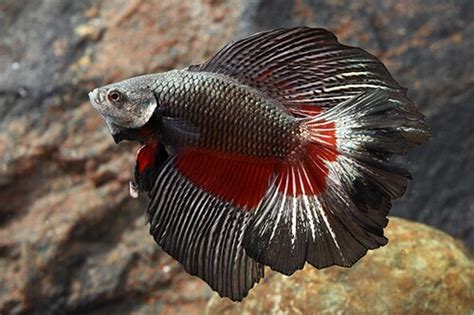 Twintail Halfmoon Betta Male