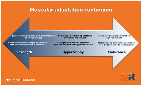 Muscular Adaptation Continuum Showing The Relationships Between Low