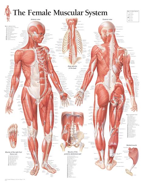 Muscle Woman Diagram