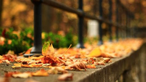 dry leaves fall   blur background leaf  street