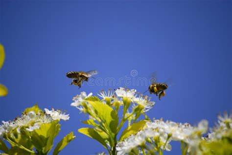 Bees Flying Around Flowers Stock Photo Image Of White 5722692