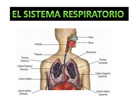 Sistema Respiratorio Authorstream