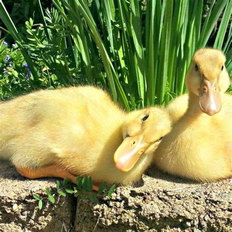 Types Of Ducks For Eggs Meat And Pest Control Backyard Poultry