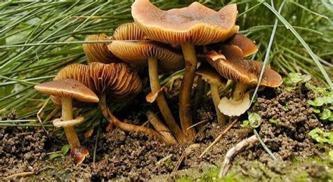Conocybe Filaris Top 10 Most Poisonous Mushrooms In The World Stuffed