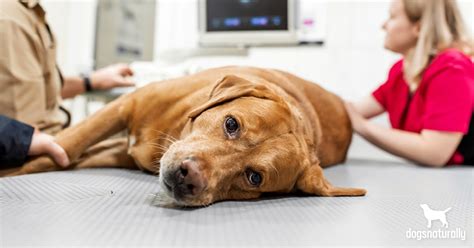 The Truth About Hemangiosarcoma In Dogs Dogs Naturally