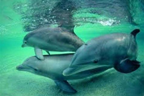 How Do Dolphins Matescientist They Are Aggressivesomewhere In The