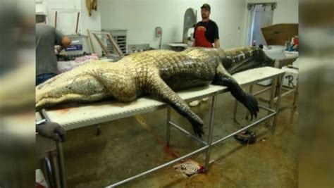 Louisiana Man Catches 760 Pound Alligator Over The Weekend