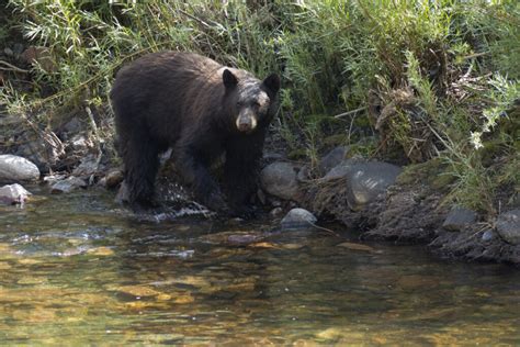 What To Know About Black Bears In Rocky Mountain National Park