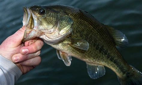 What Does Largemouth Bass Eat