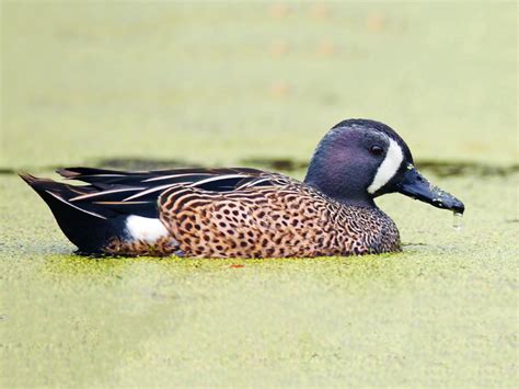 Photos And Videos For Blue Winged Teal All About Birds Cornell Lab Of