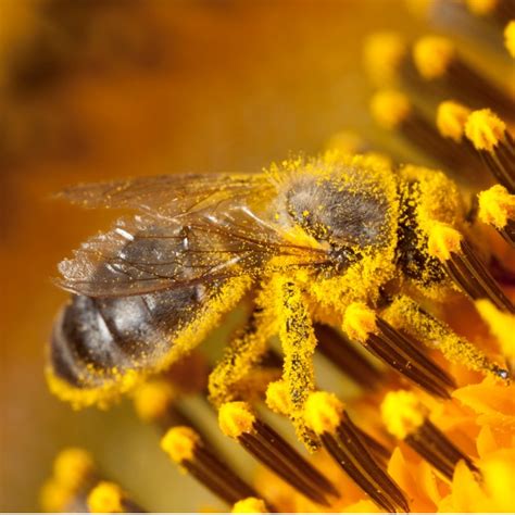 Pollinators Are Important Lets Talk Science