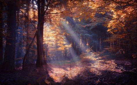 Nature Landscape Forest Sun Rays Colorful Mist Fall