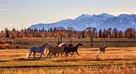 Wild Horses In The Grand Teton National Park Stock Photo Image Of